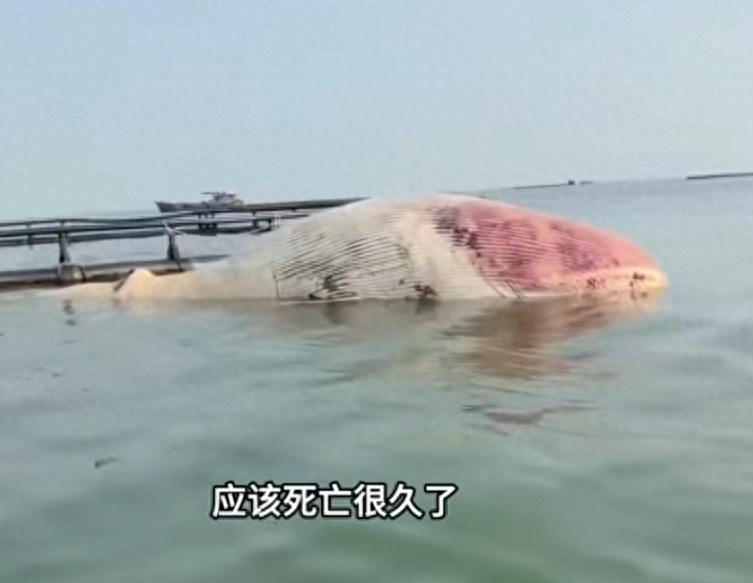 9 月 21 日清晨，湛江遂溪一海产养殖基地发现一具体长约 12 米的须鲸尸体，尸体已经膨胀，专家研判存在鲸爆隐患，一旦爆裂，腐败物会污染附近金鲳鱼养殖网箱水体。当地农业部门赶赴现场，准备实施无害化处置。

据遂溪县农业农村局 9 月 22 日最新消息，受海水涨潮影响，这具须鲸尸体已经漂离养殖基地，