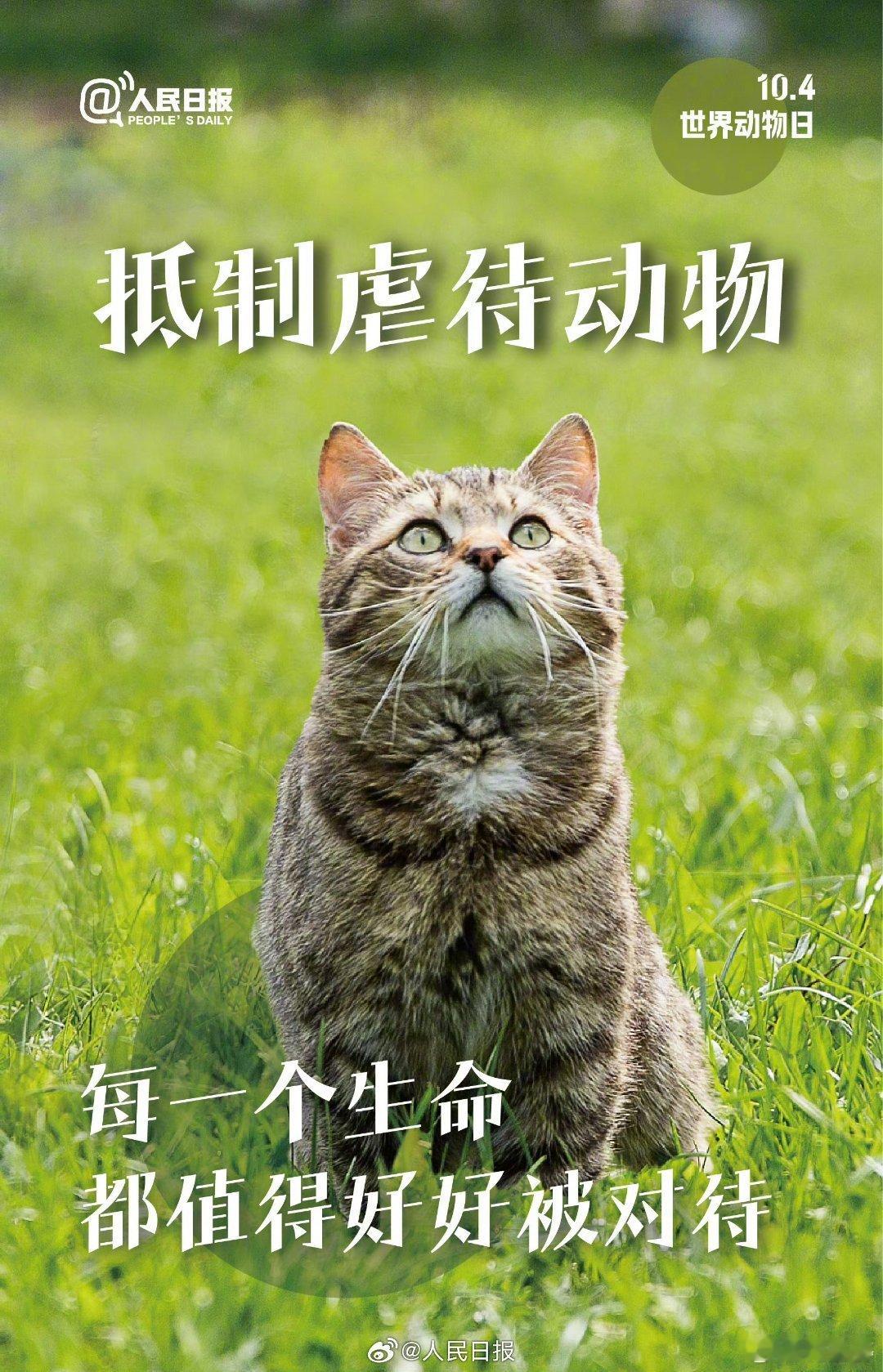 #保护动物也是保护人类自己#

抵制虐待动物，每一个生灵，都值得好好被对待！！ ​