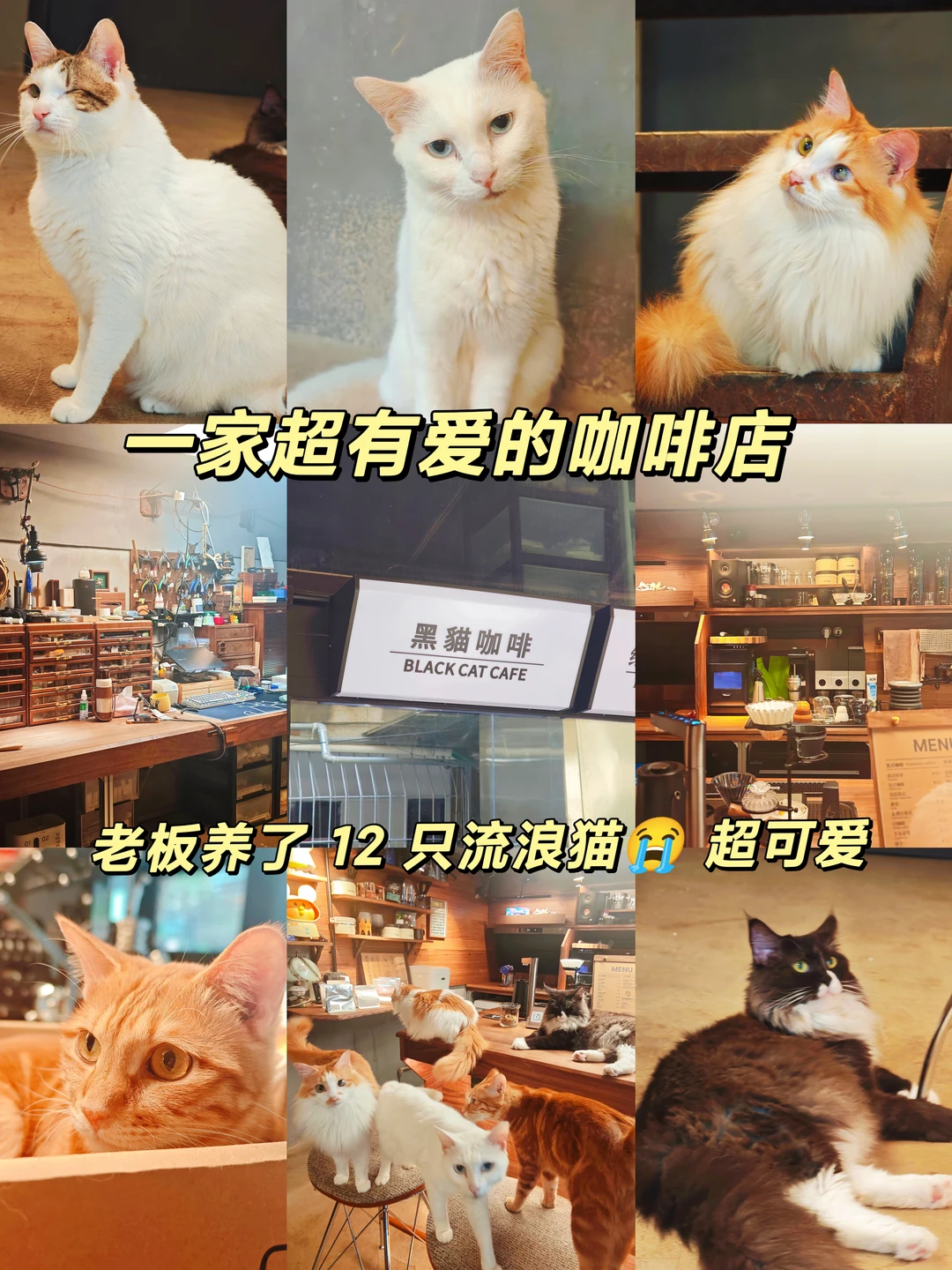 广州新店｜集合流浪猫的猫咪咖啡店🐱感动