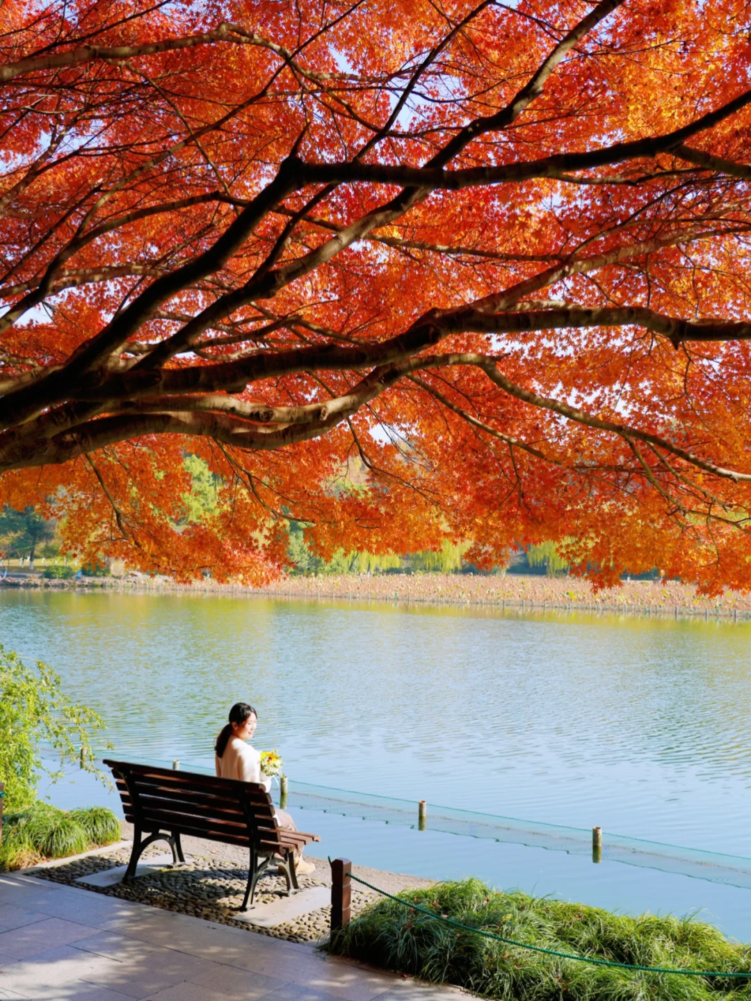 去了99次西湖，还是最爱这条红枫㊙️境！