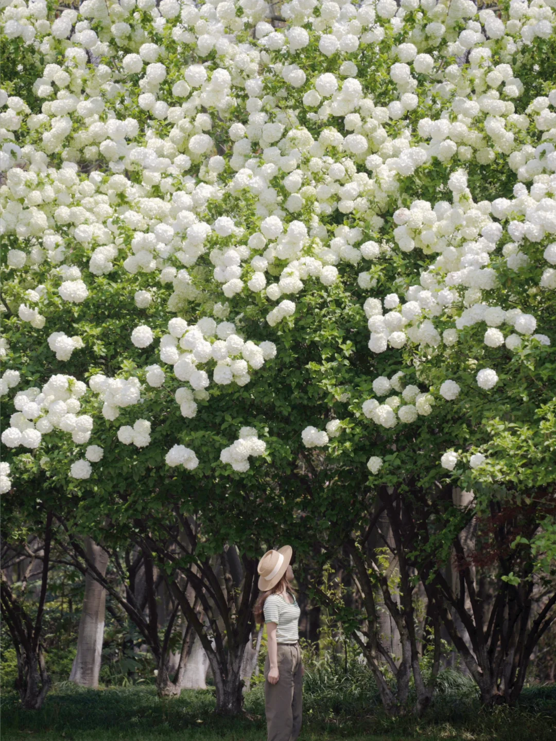 放过太子湾吧‼️这里的木绣球瀑布即将开爆！
