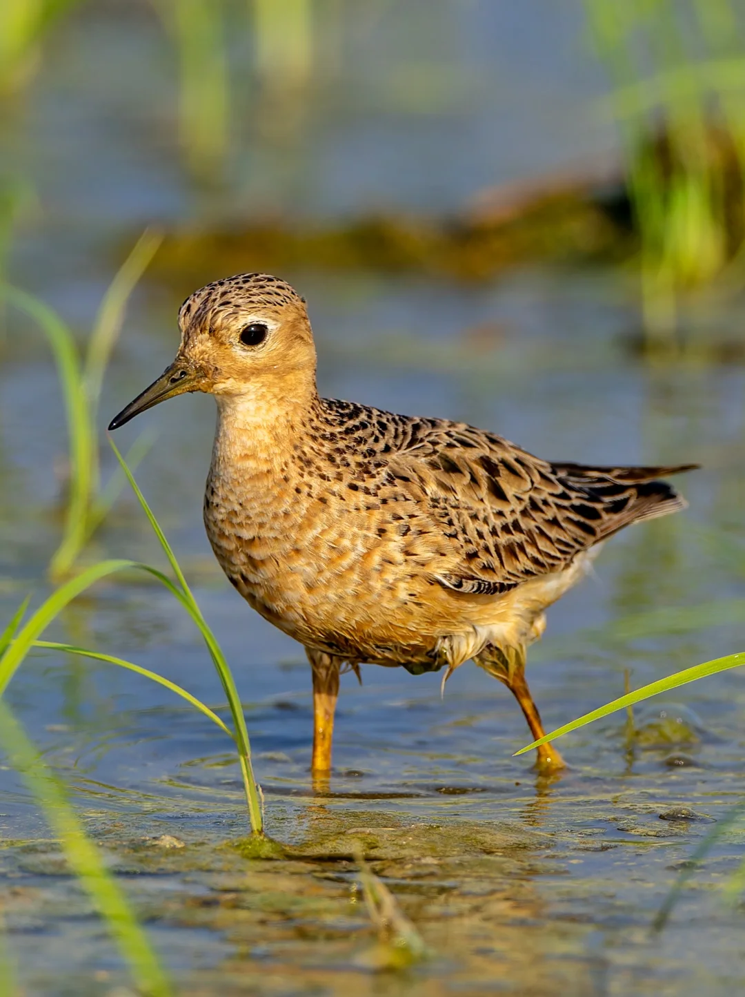 国内罕见！来自美洲的黄胸滨鹬现身！