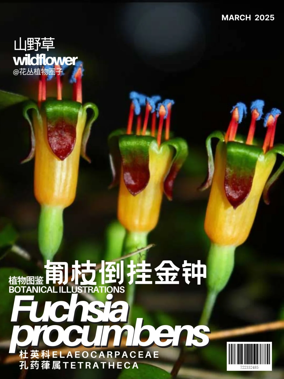 匍枝倒挂金钟Fuchsia procumbens