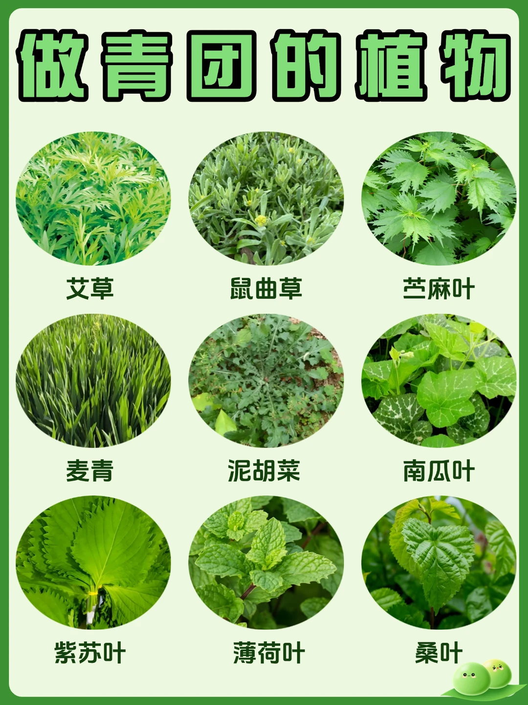 🌿做青团的9种植物！第8种你绝对想不到！