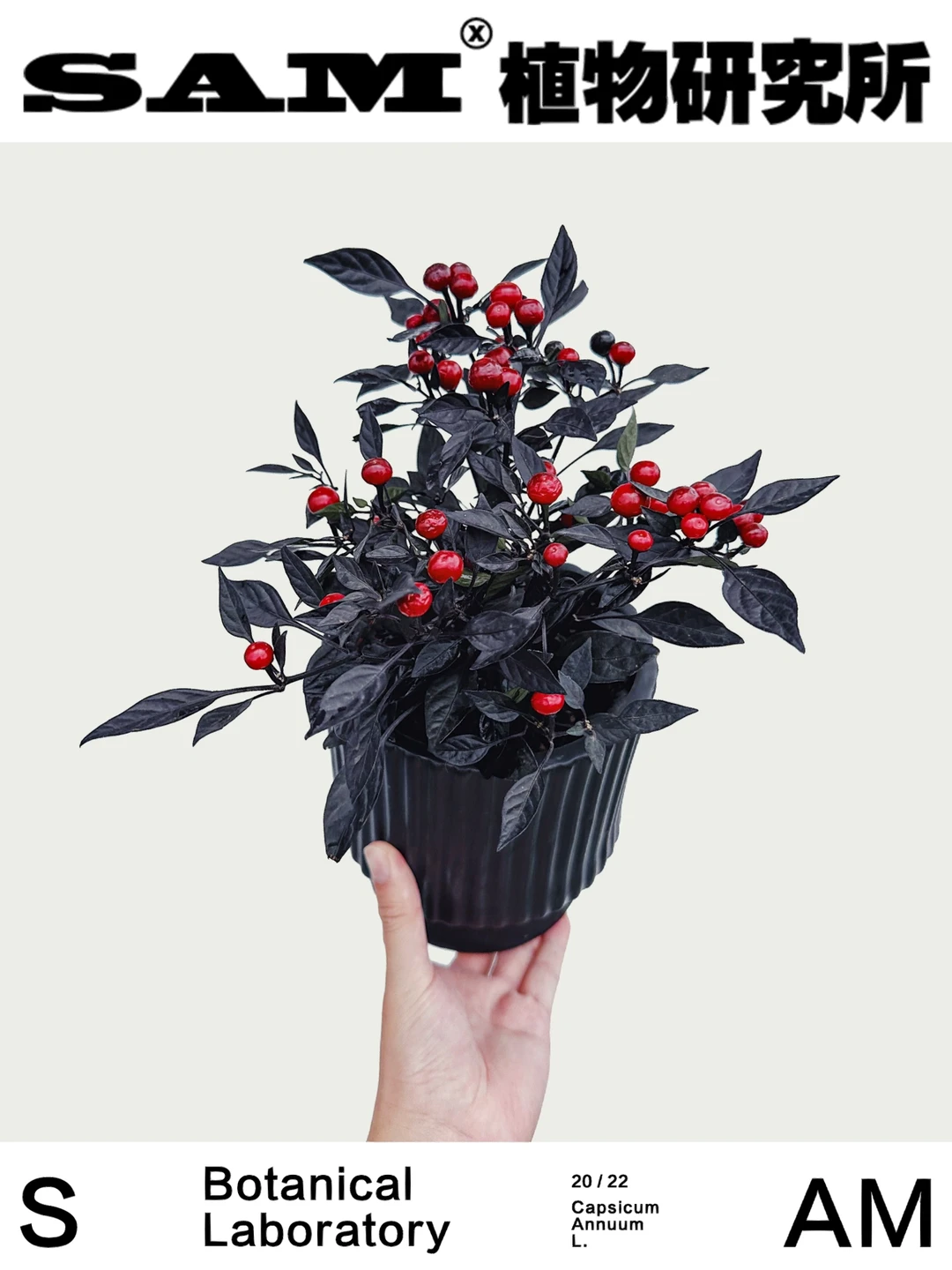 黑珍珠辣椒｜Capsicum Annuum L.