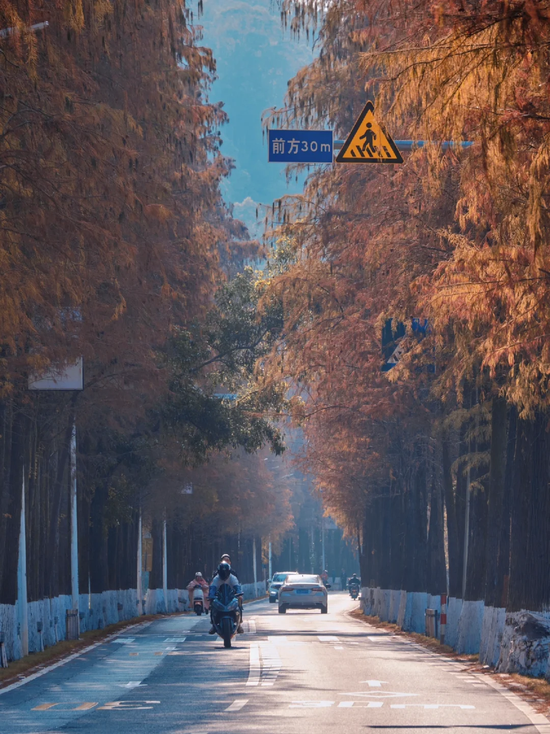 属于广州的落羽杉大道🌲冬日氛围感太美啦