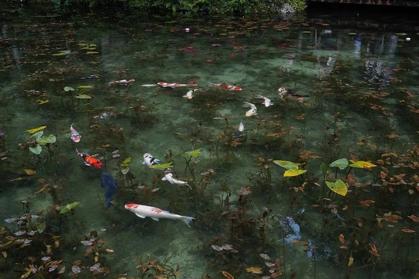 日本岐阜县|无名之池🌸莫奈之池如画世界