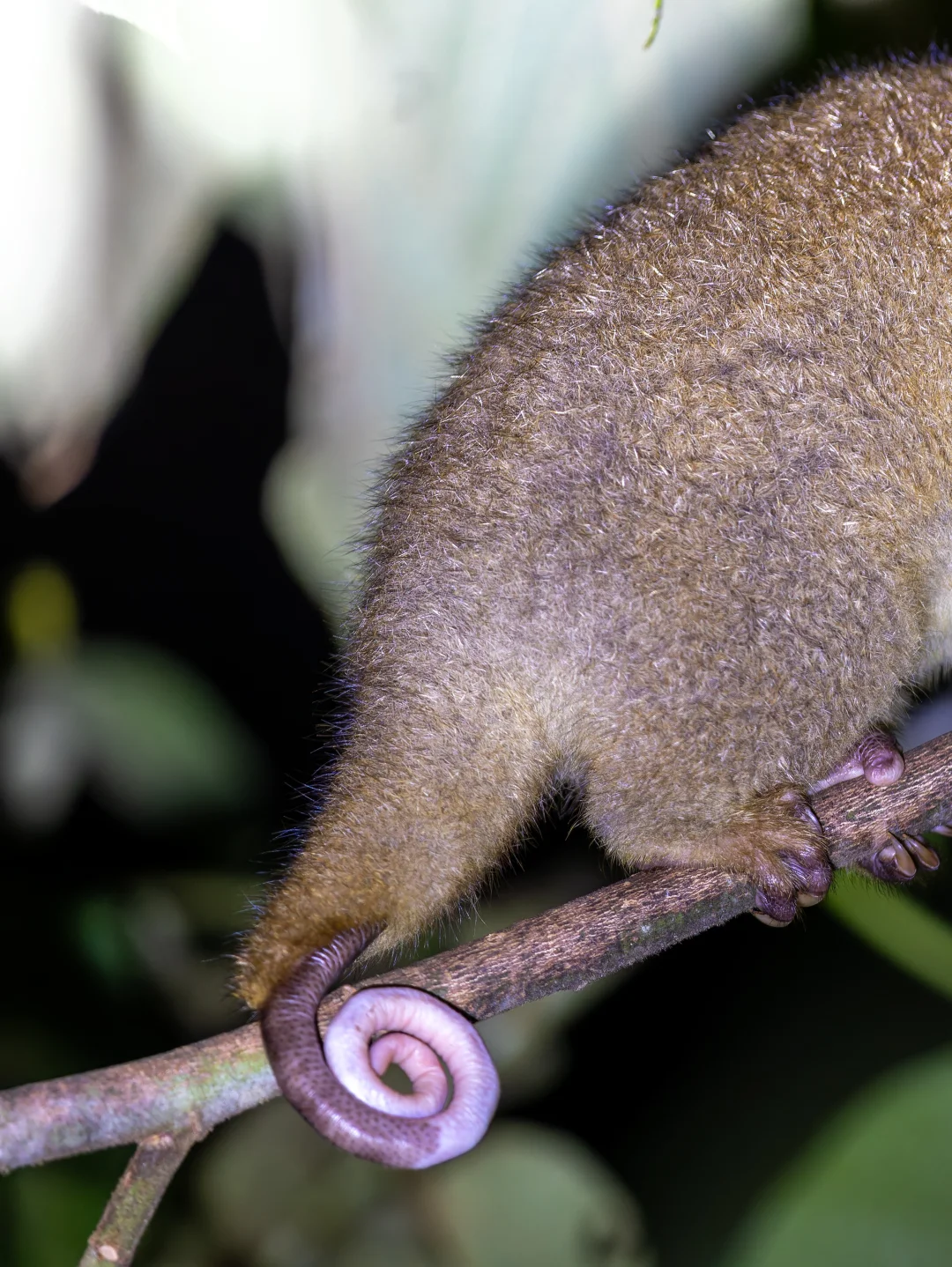 在神秘小岛看到了什么夜行生物？！