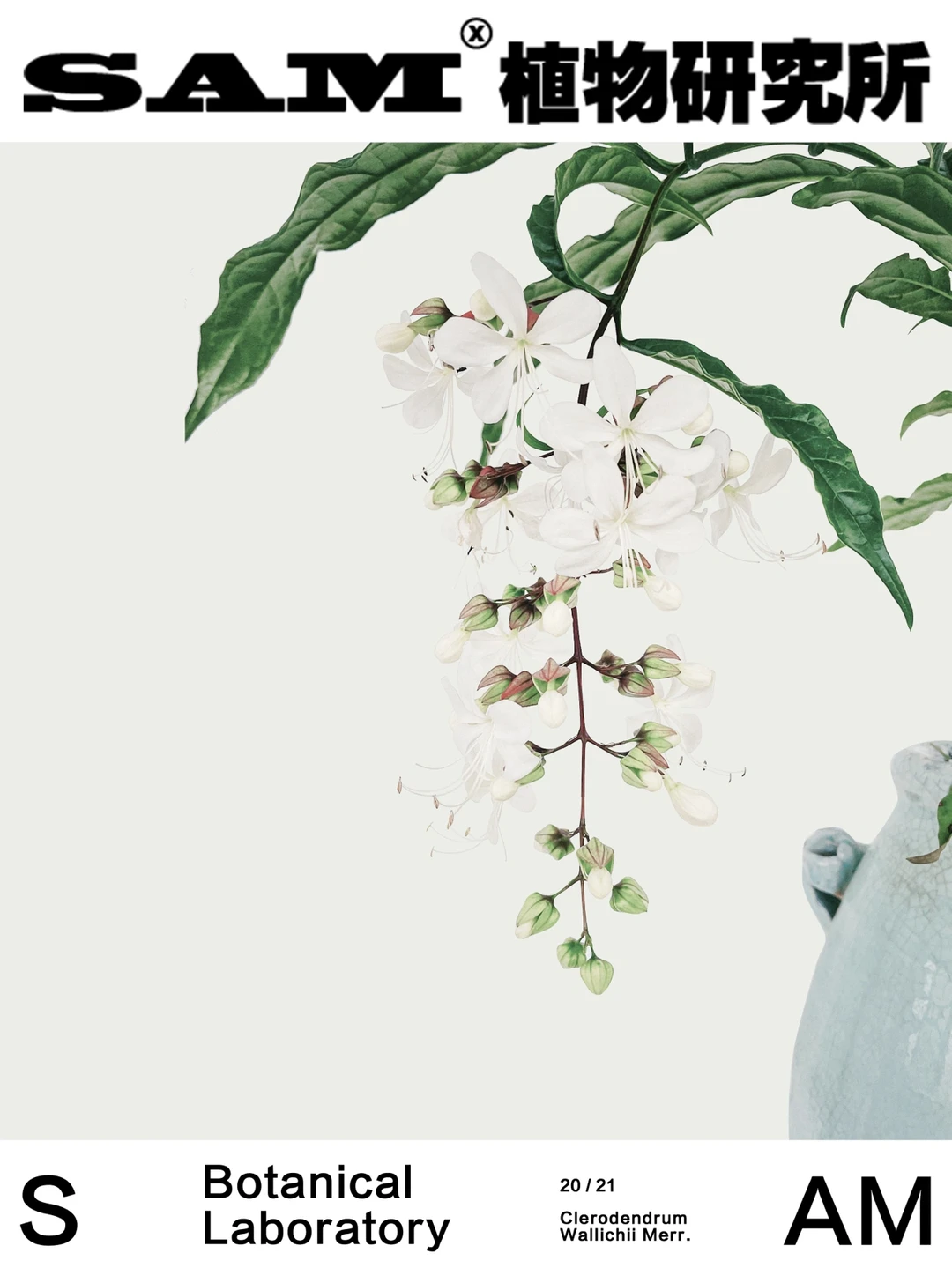 垂丝茉莉｜Clerodendrum Wallichii Merr.