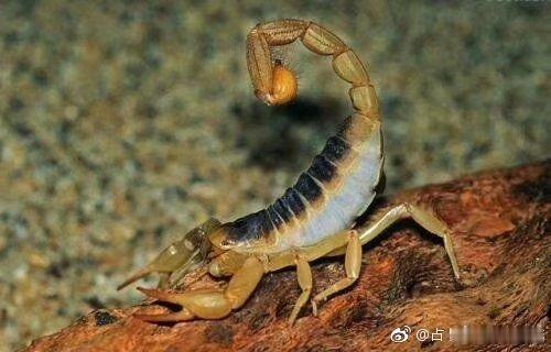 半身不遂百治百效！  印尼血竭 50 克、全蝎、地龙、土鳖虫、人参、桂枝、藏红花各 40 克、乳香、没药各 20 克、川牛膝80 克，制川乌 400 克。    共 11 味研磨成粉，用水泛丸、只需每天 2 次、每次 2 丸。 手脚麻木 30 天就能缓解，半身不遂百天即可痊愈！   这是在洛阳龙门石窟发现的唐时古方。   经现代医学临床证实：该方内修神经，外壮筋骨，对于各种原因引起的半身不遂，手脚麻木，谁用谁好，百治百效！