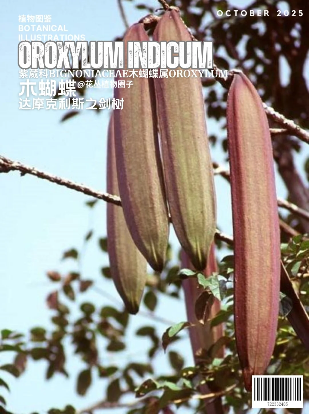 达摩克利斯之剑树Oroxylum indicum