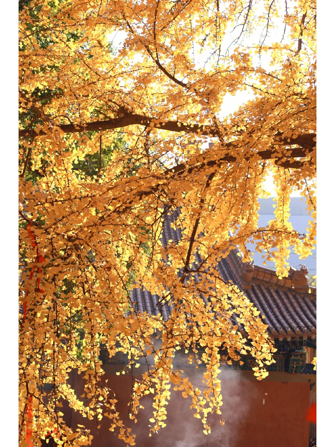 武汉超全秋日银杏地图/这9⃣处赏秋地美哭了