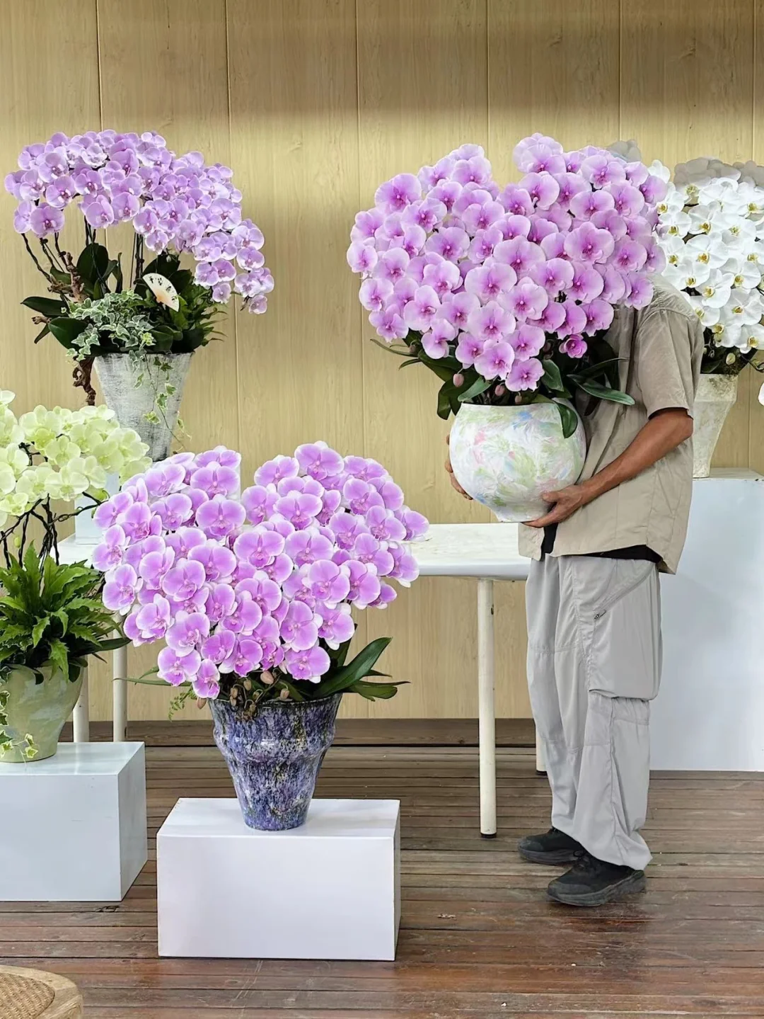 蝴蝶兰课程｜提升课学员作品分享