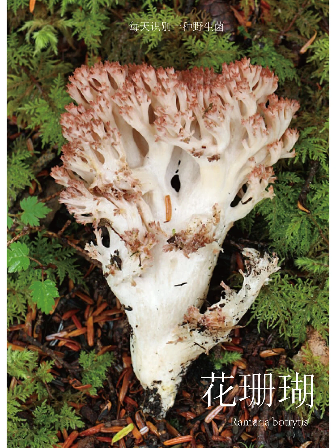 花珊瑚菌，吃了可能会引起腹泻