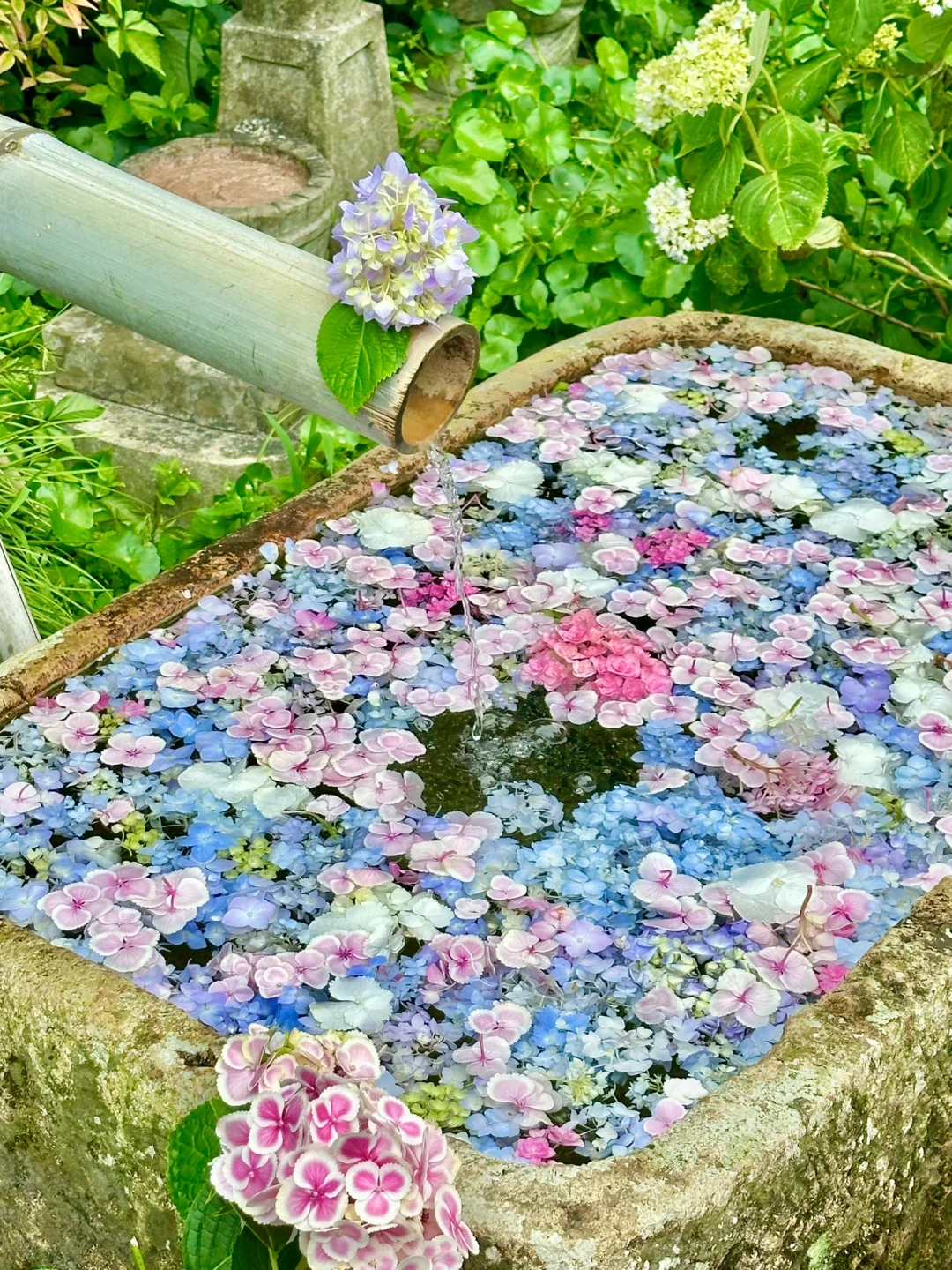 5.13实拍！永福寺无尽夏美到Next Level❗️❗️