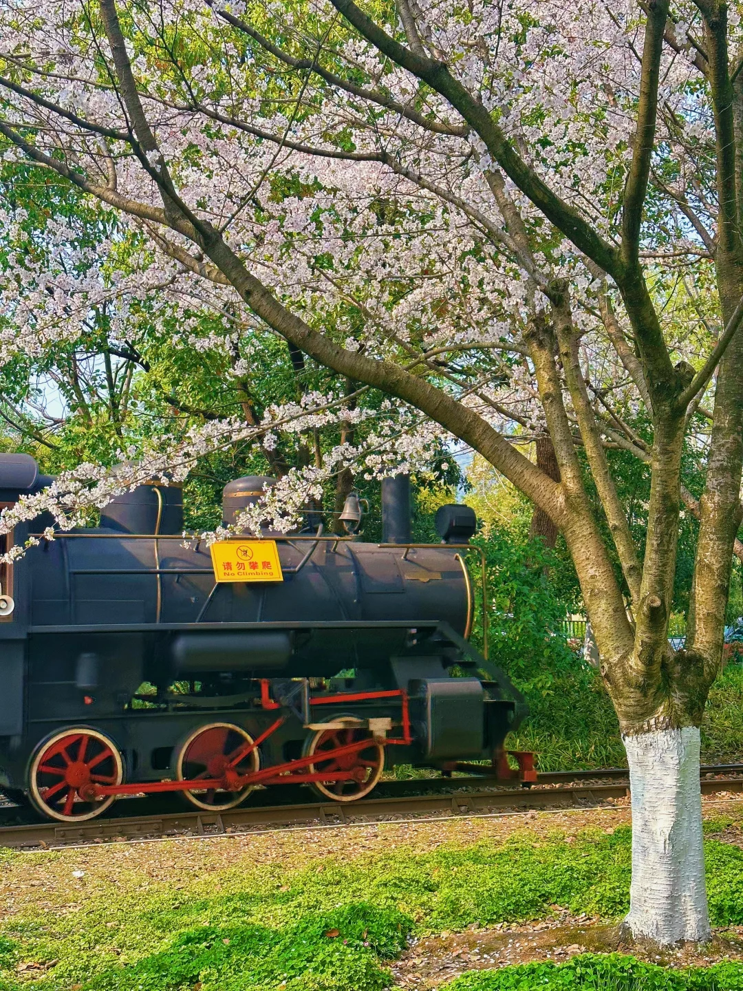杭州📍樱花树下的浪漫火车🚂