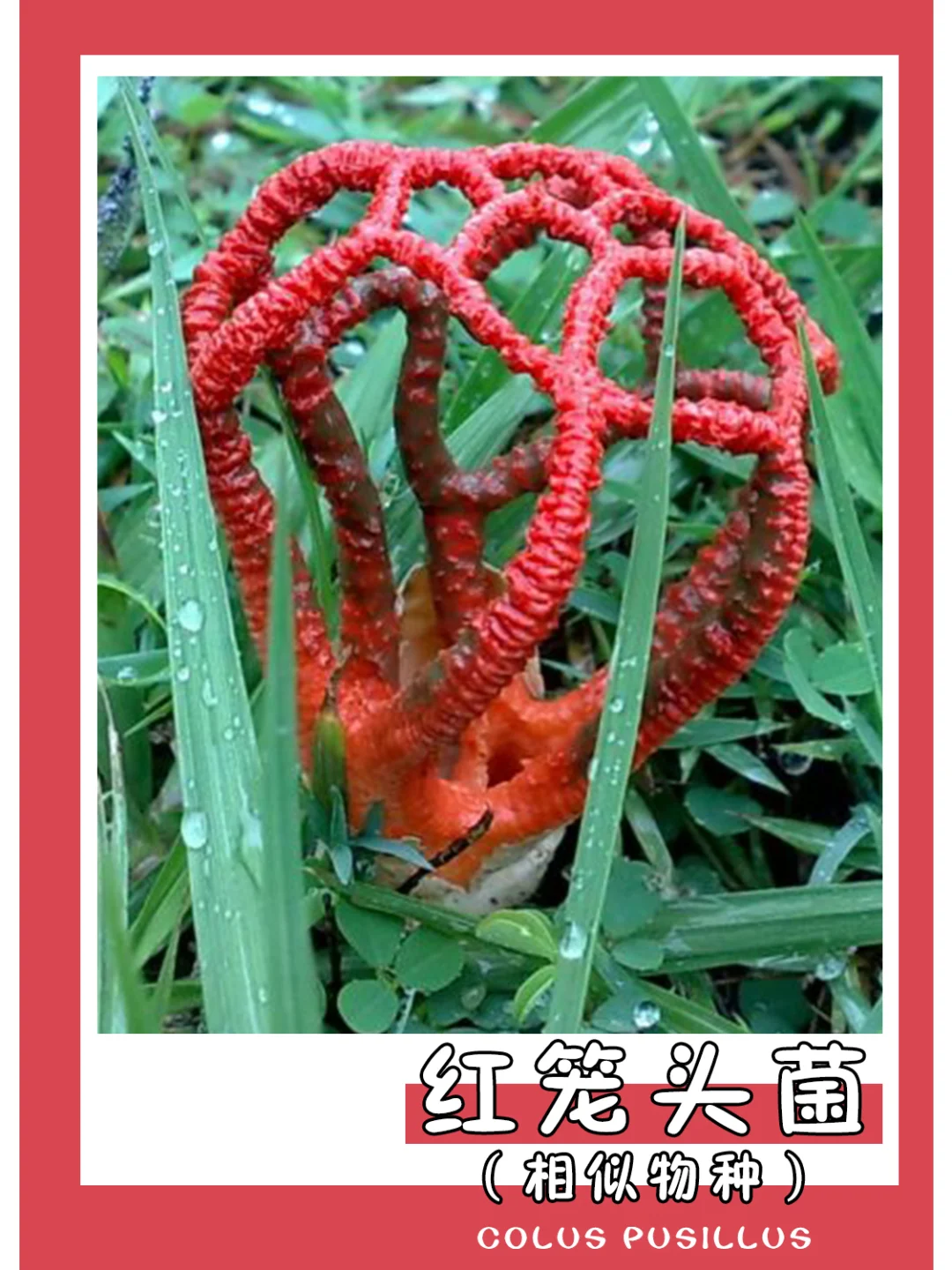 这个就是笼子吧？