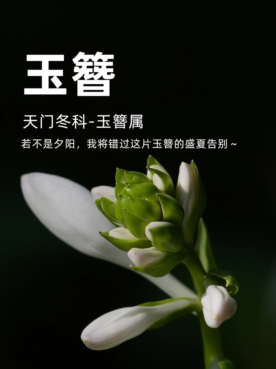 若不是夕阳挽留,我将错过玉簪的盛夏告别