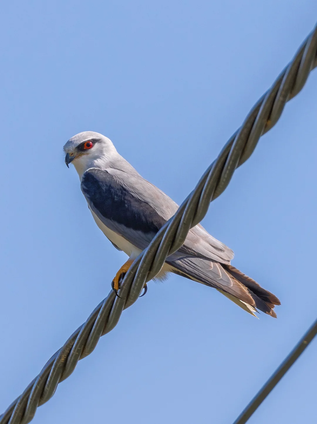 黑翅鸢的红色眼睛亮的发光