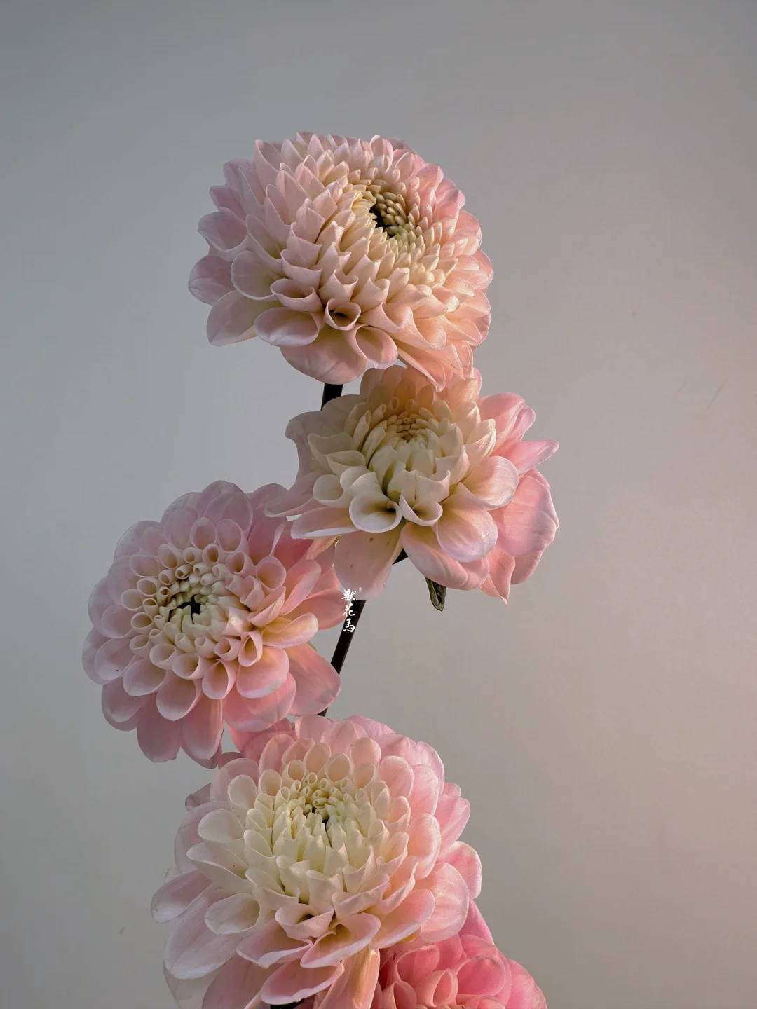 花材认识｜大丽花——“绿野仙踪”Wizard of OZ