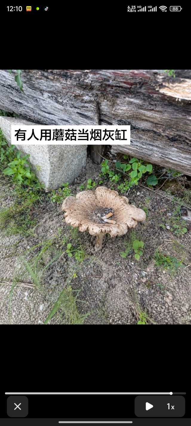 蘑菇无妄之灾15200 ​​​