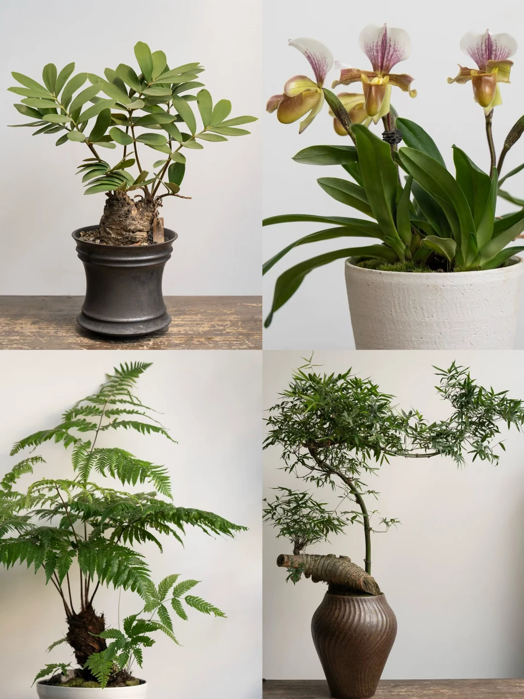 初秋的第一份新鲜感，来自植物