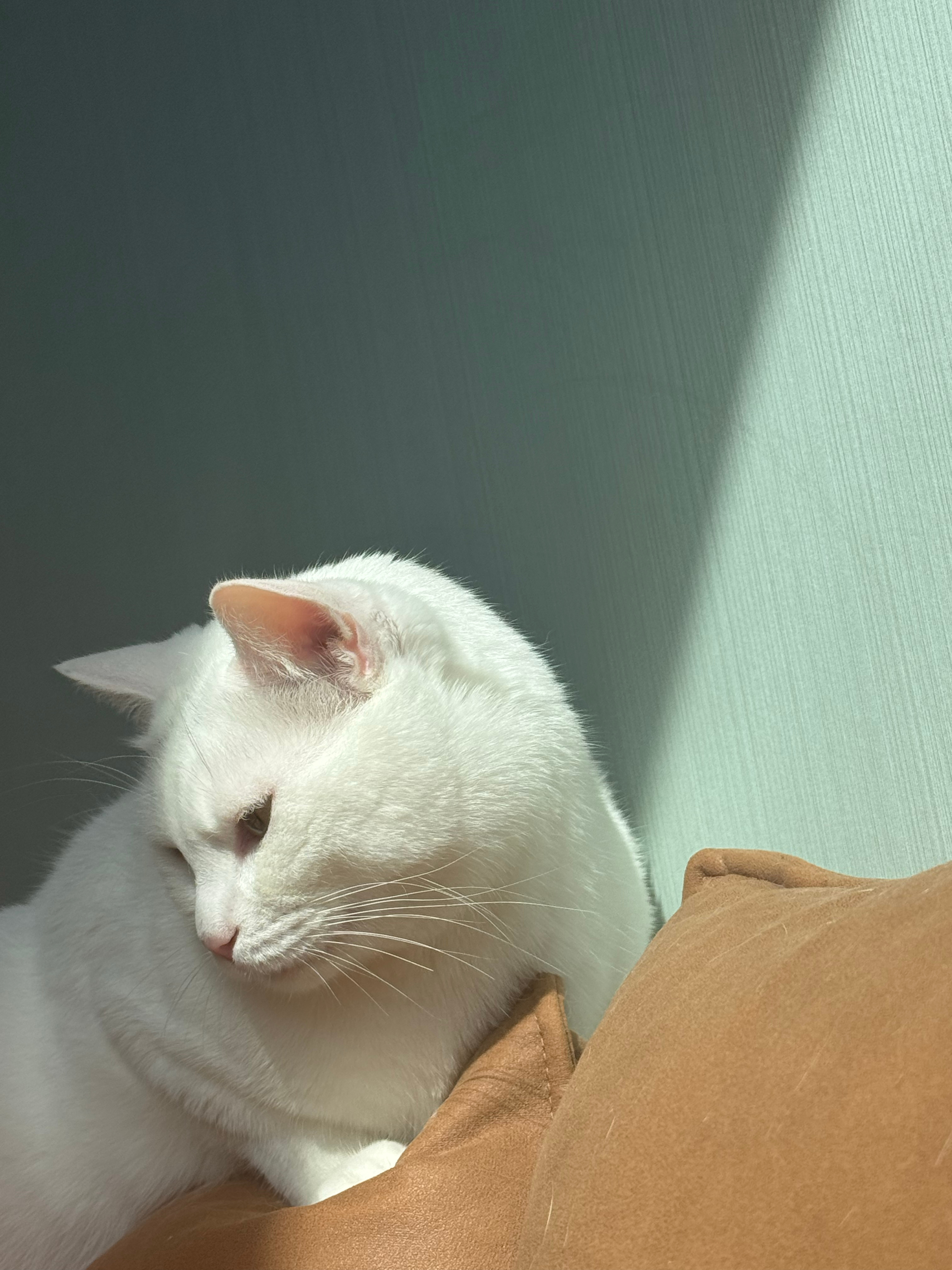 《我的小猫林小白》

一袋猫粮的重量，2000克。
200块人民币的重量，2300毫克。
她向我要的是后者，从而换取前者。
九点三十七分左右，她蹲到了空饭碗旁。她那边是上午，我这边也是。她看了我一眼。
意思是，人类奴仆，200块人民币，饭饭。我说，让妈妈想想。
她没有说话，低头闻了闻空碗。过了一会儿 ​