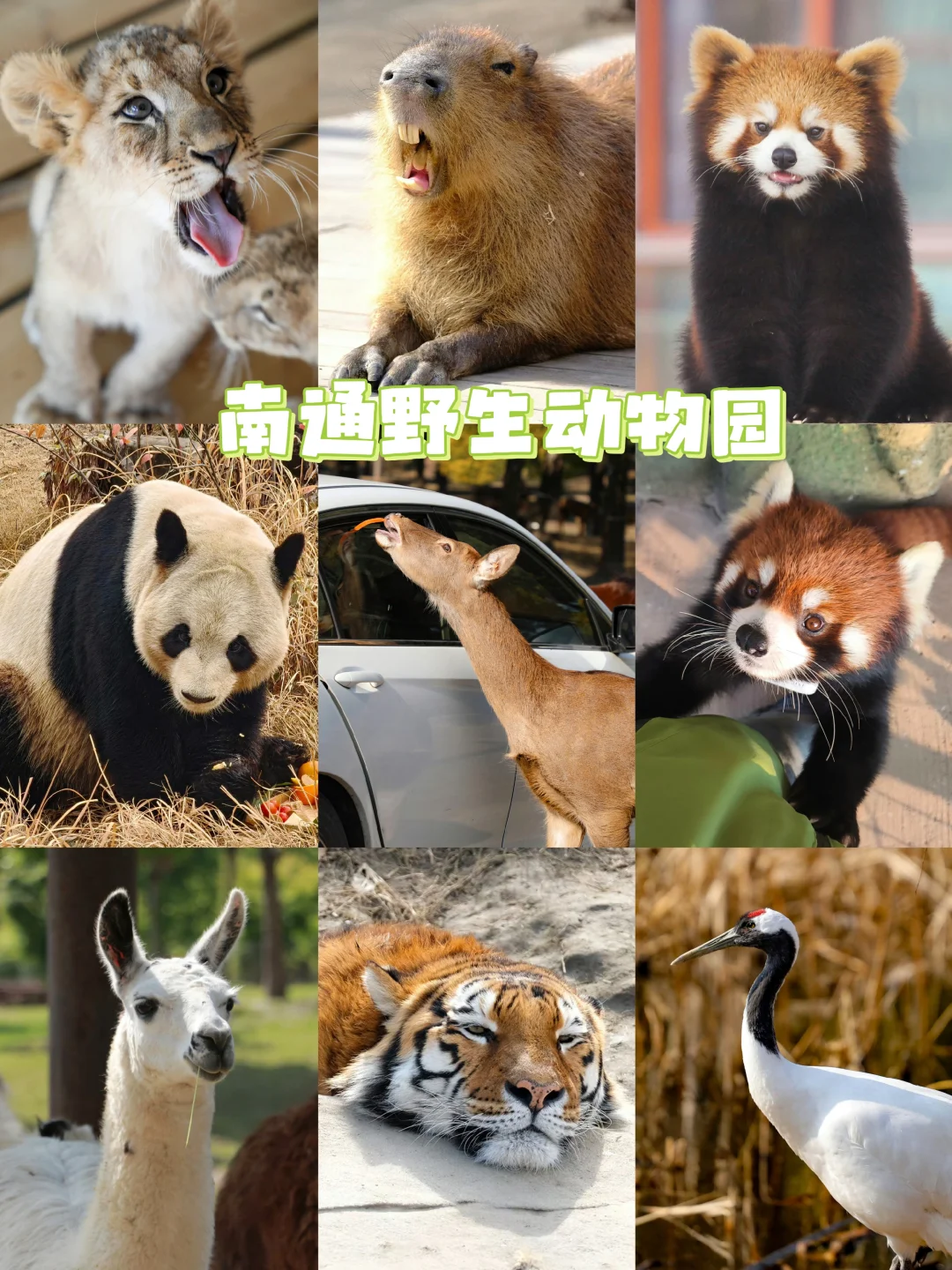 高铁直达🚅南通野生动物园保姆级攻略！
