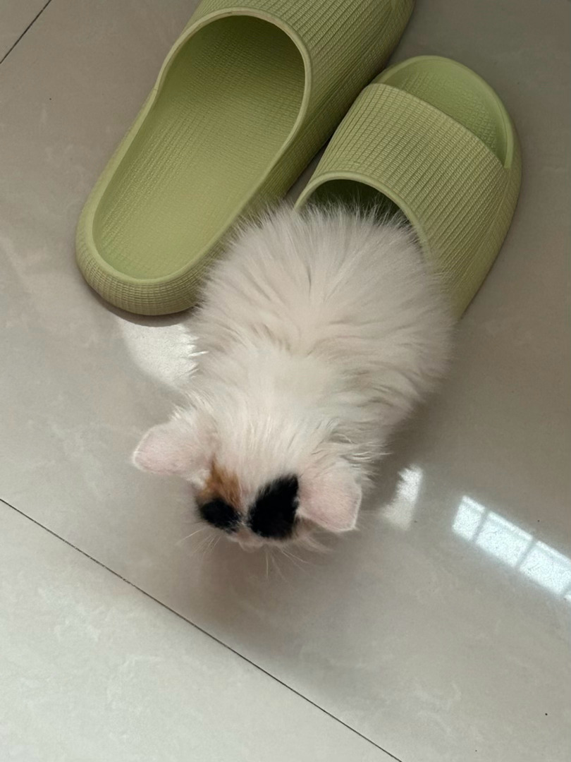 小猫猫[拜托] ​​​