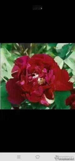[心][心][心][鲜花][鲜花][鲜花]

       感谢活菩萨大红包100元！好人一生平安！感恩有您 [抱抱][抱抱][抱抱][鲜花][鲜花][鲜花]

       已经收到善款1596元攒着20号还花呗。
 
​ ​ 
#关爱流浪动物##流浪猫##流浪狗##领养代替购买# 
​
