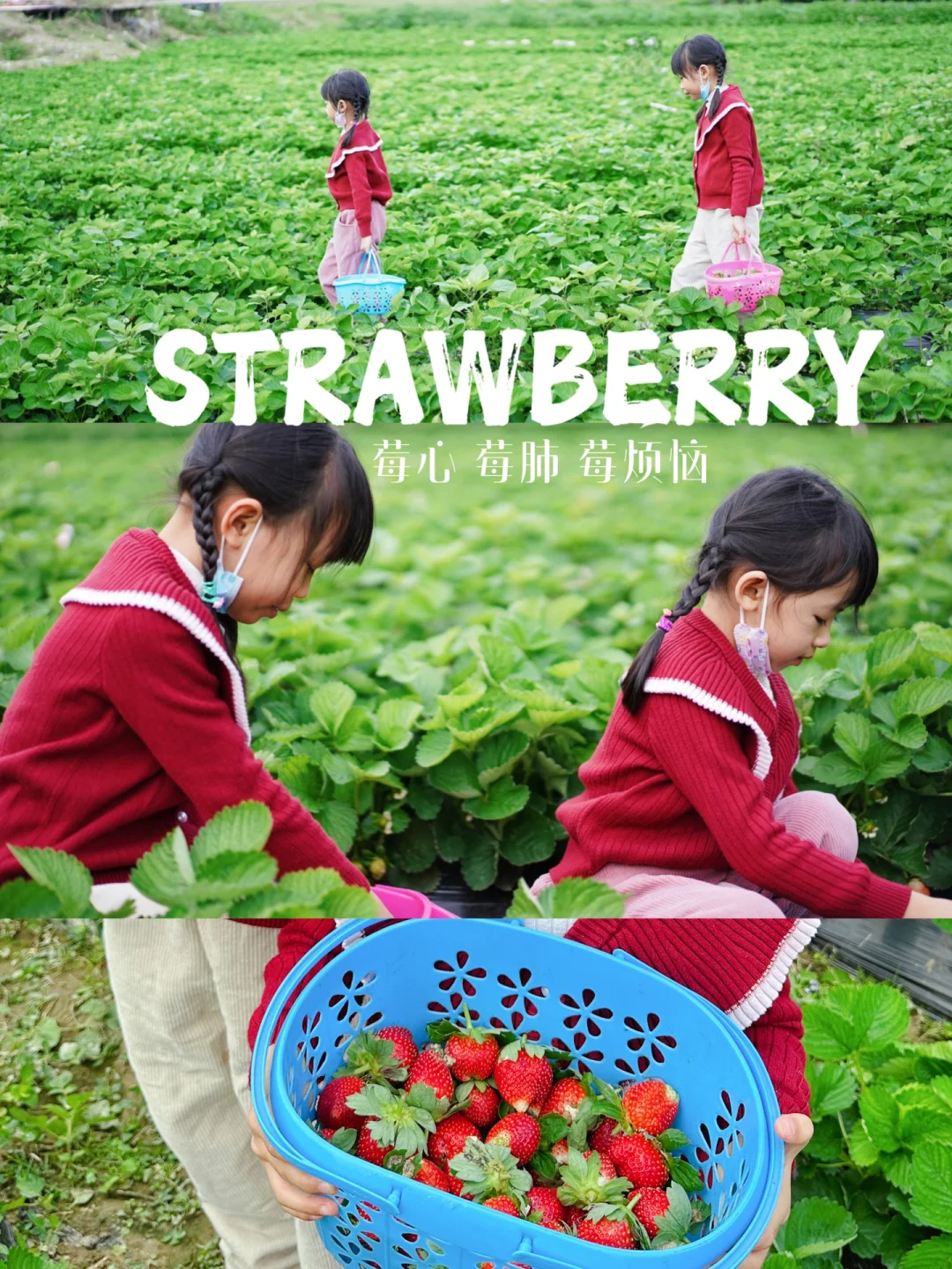 广州冬季限定| 摘草莓🍓挖番薯拔花生🥜