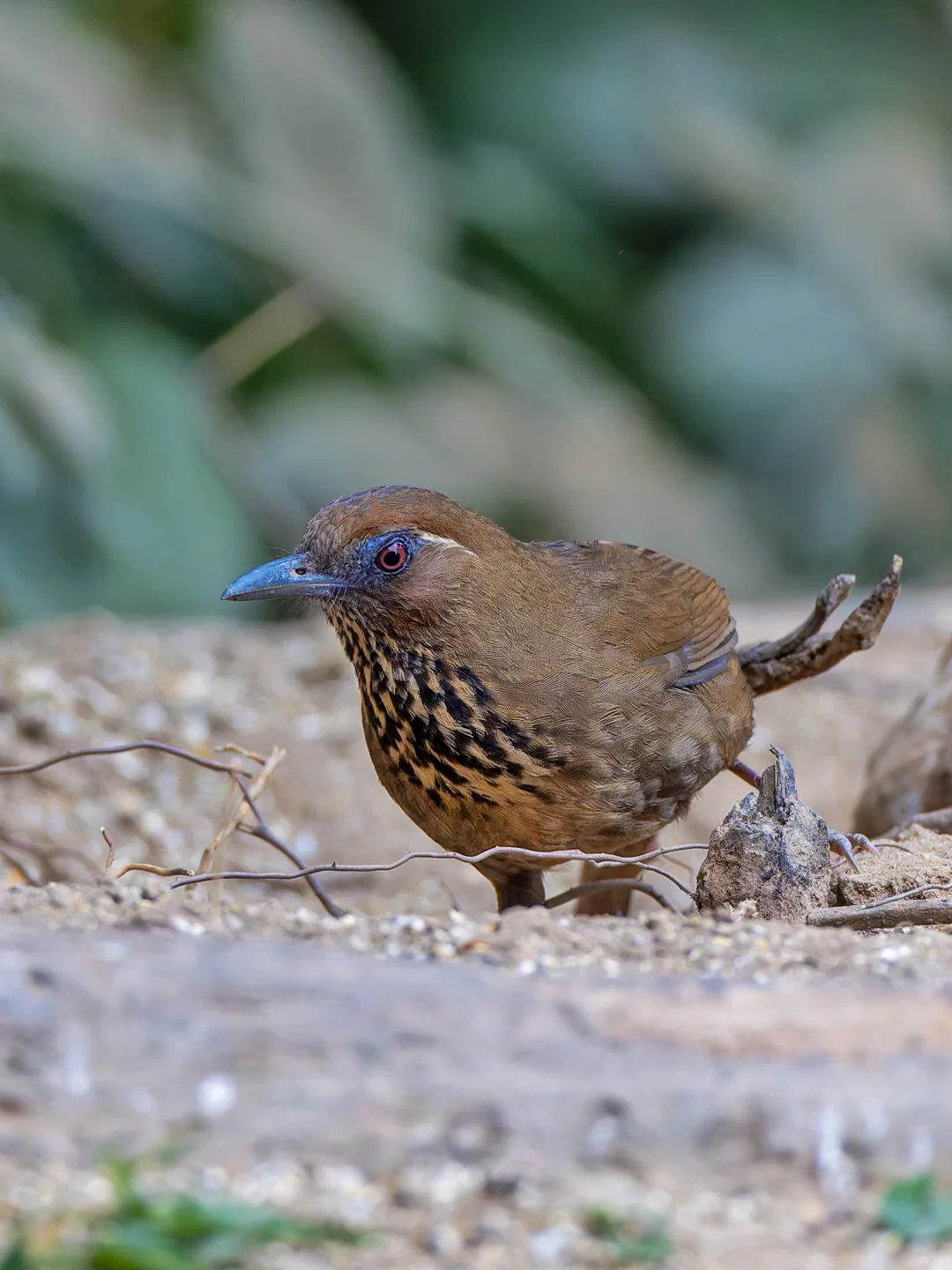 多年罕见的斑胸噪鹛今年活跃了？