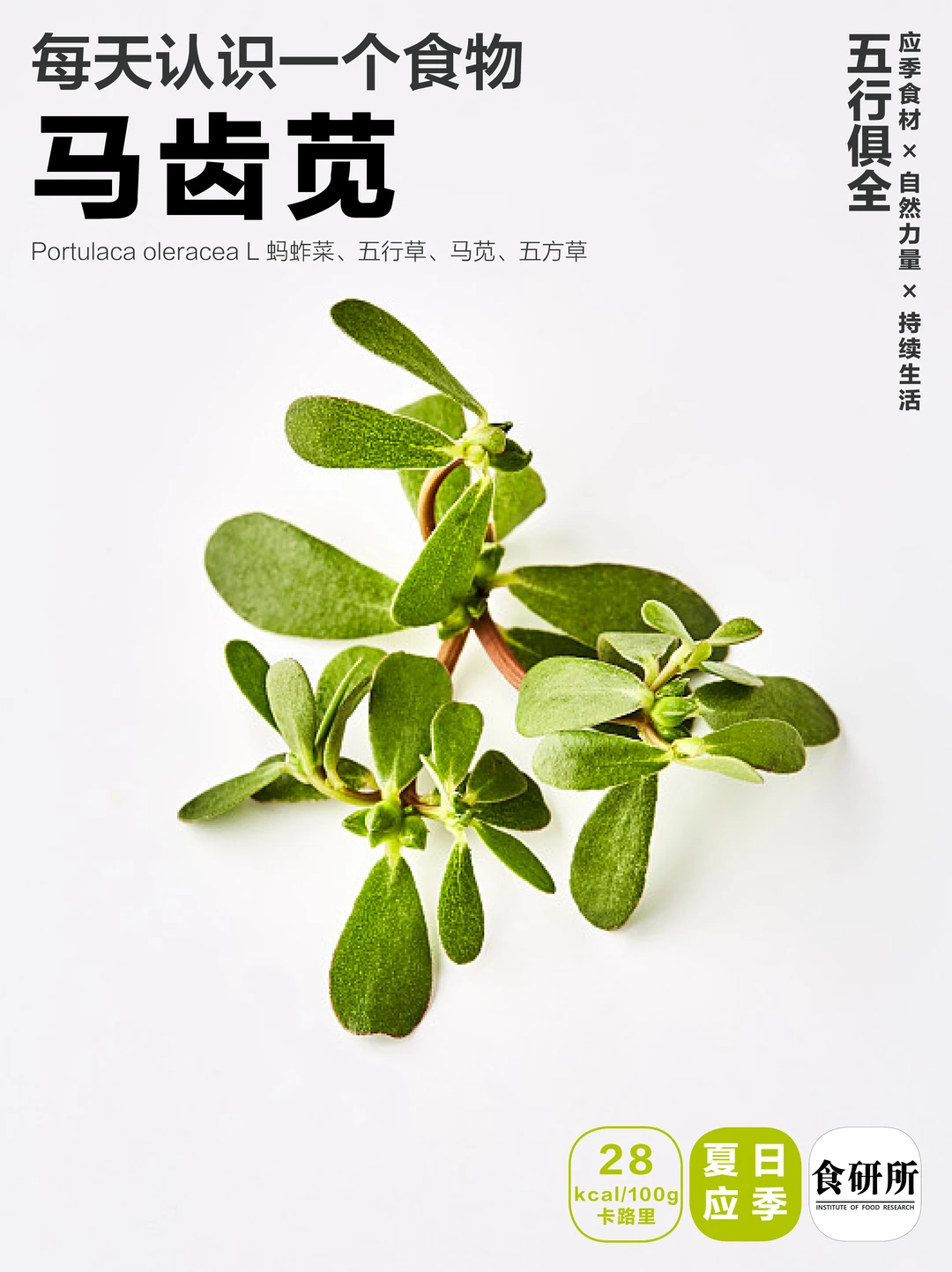 菜中之鱼|马齿苋