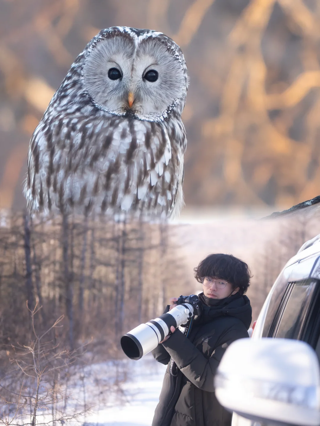 和一只黑色豆豆眼猫头鹰🦉一同度过午后
