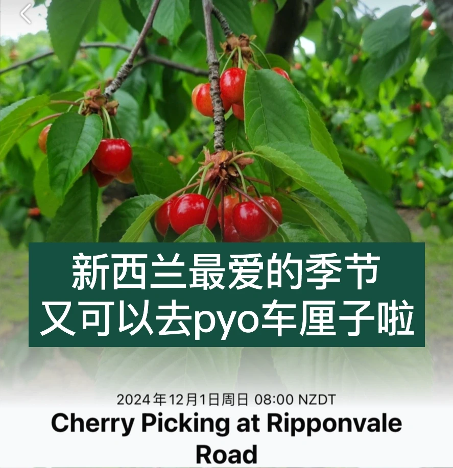 🇳🇿纽村pyo车厘子季节要开始啦