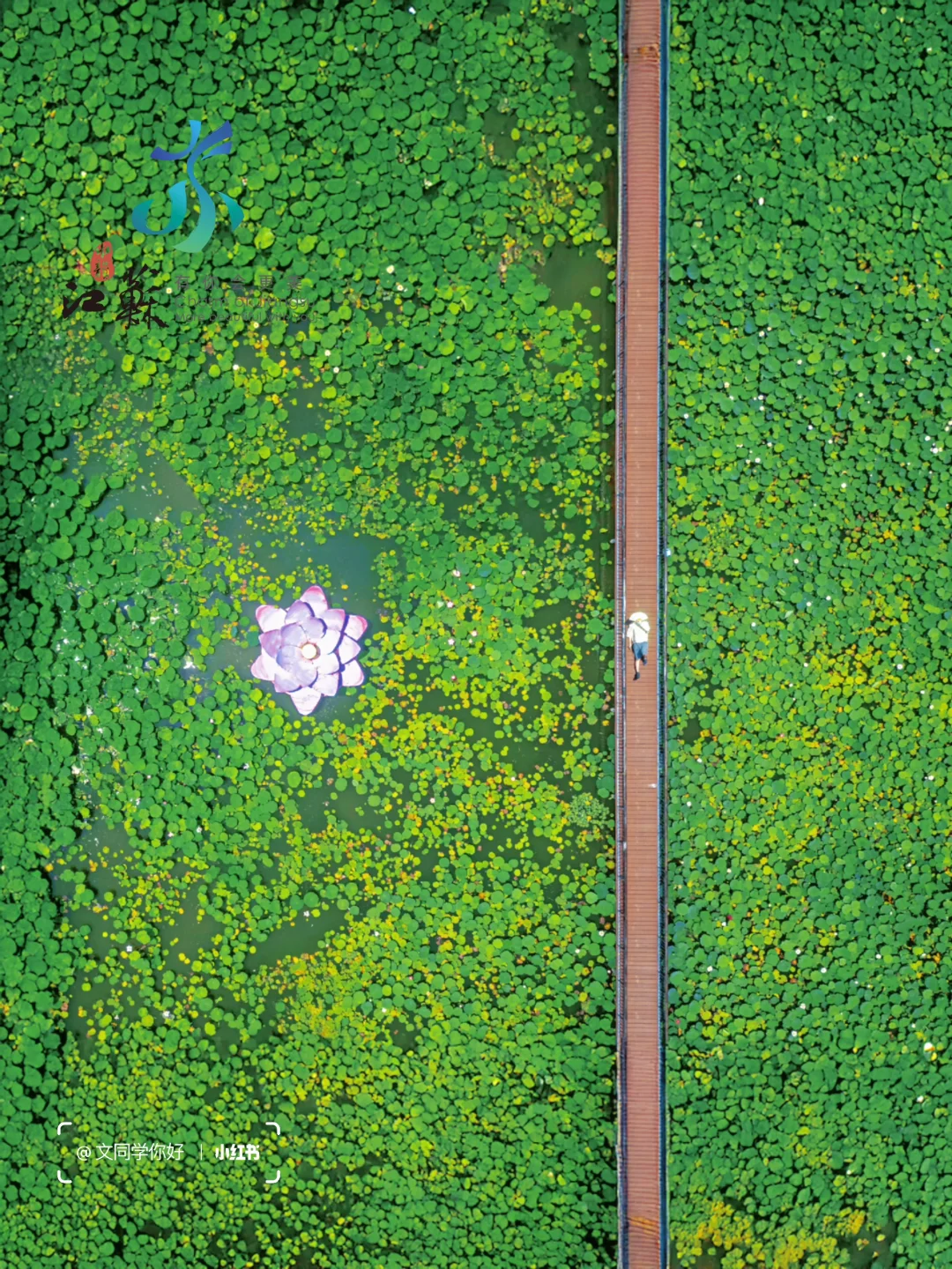 湿地荷花马上爆开！江浙沪朋友速来看花！