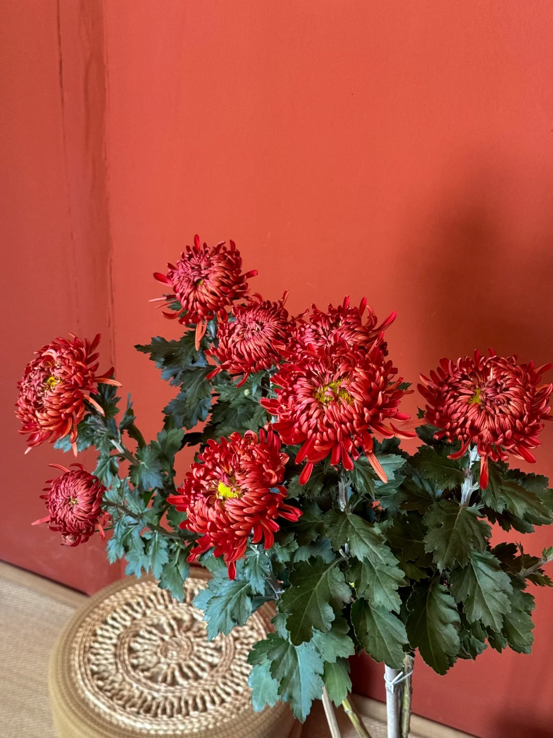 如果只能养一种花，那一定是菊花！！！！！！！！！！！