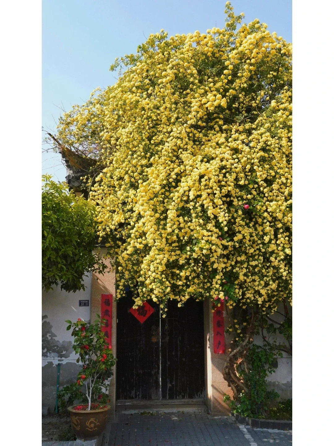 苏城花事 | 这儿有一株黄木香花瀑布❗️