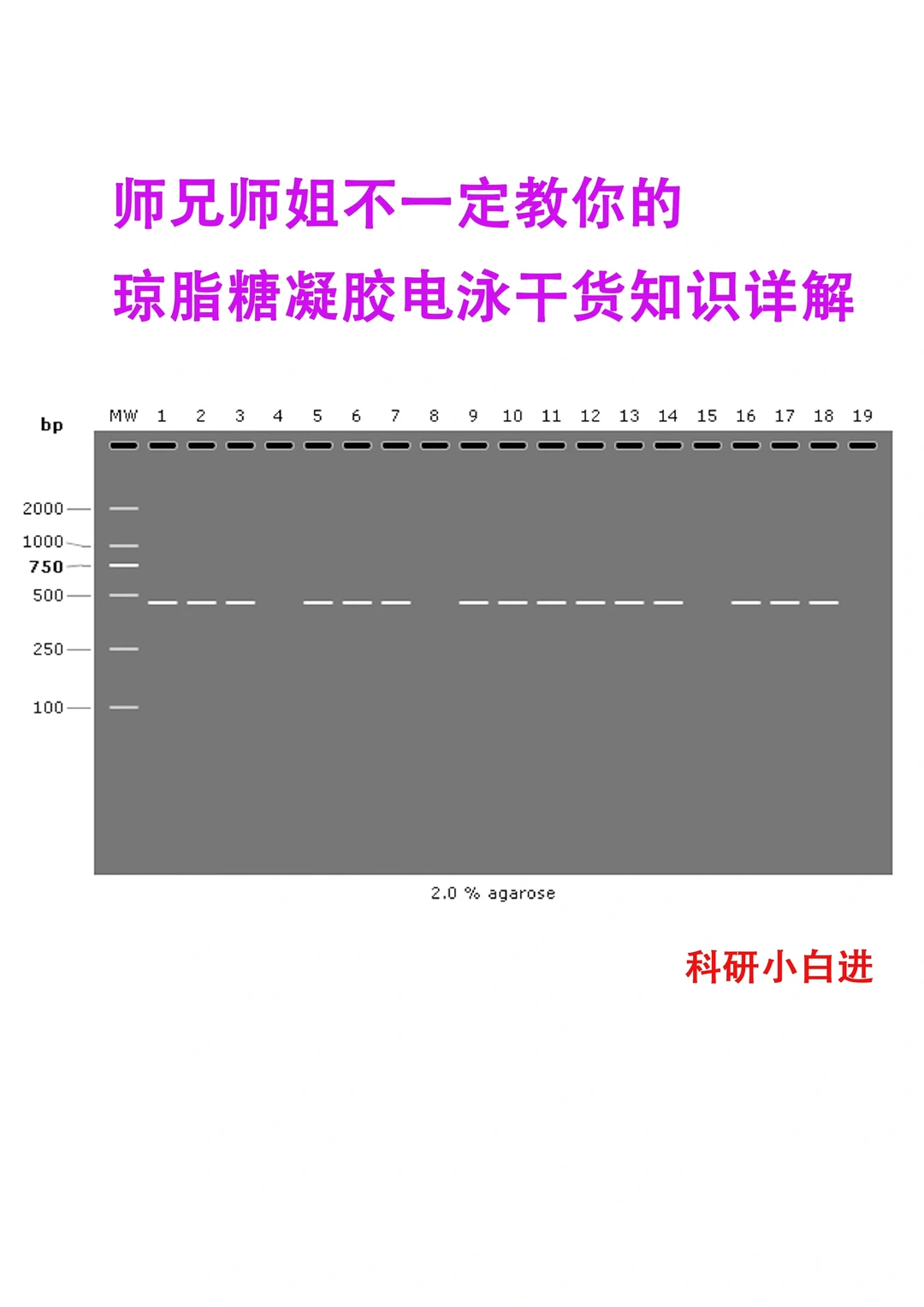 师兄师姐不一定教你的琼脂糖凝胶电泳干货