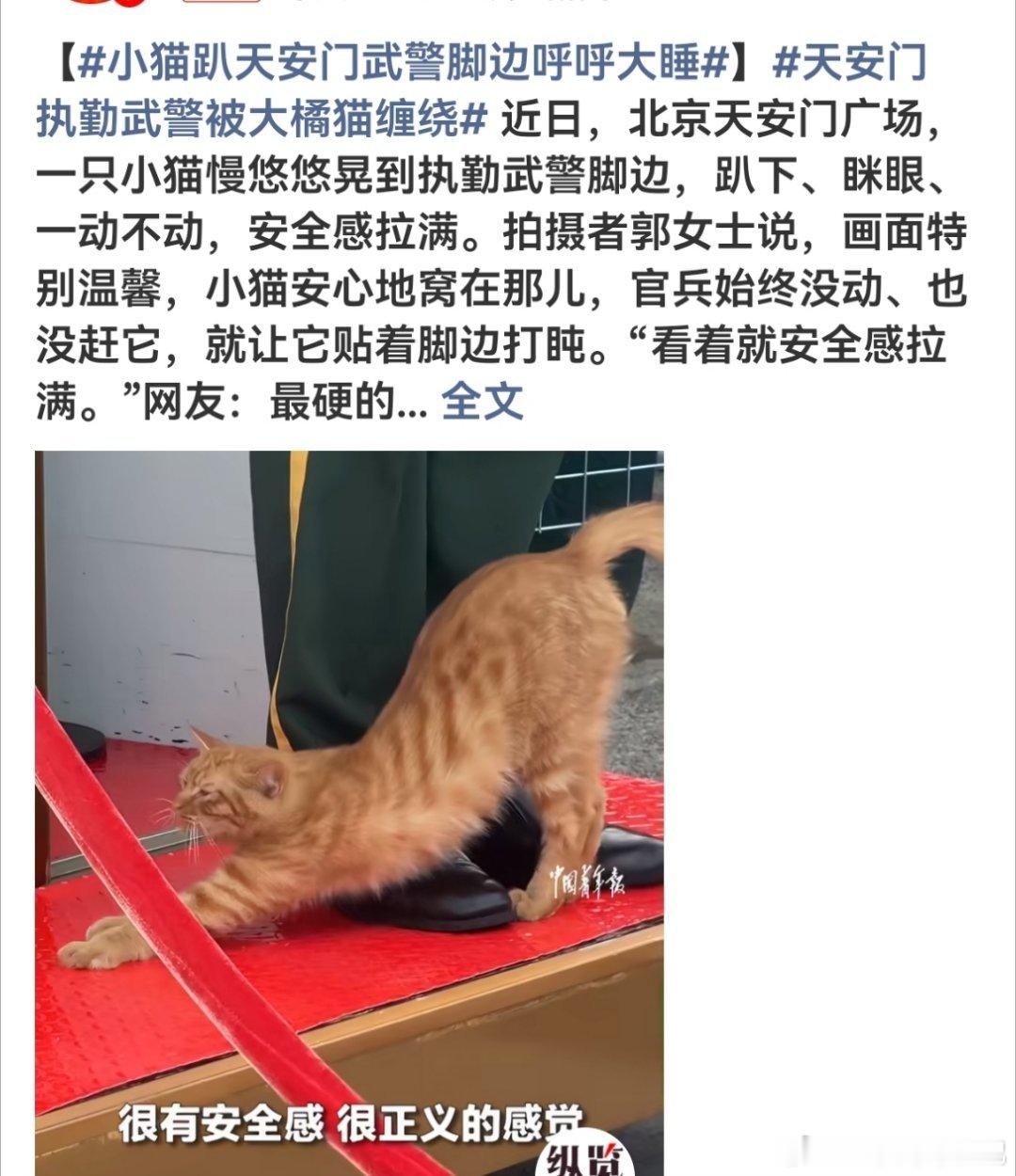 近日，天安门广场执勤武警被一只大橘猫“碰瓷”的一幕走红网络，网友称其为“国泰民安最温柔的模样”。  一、核心事件经过- 发生场景：2026年9月底，北京天安门广场，一名武警战士正在岗哨执勤，一只流浪大