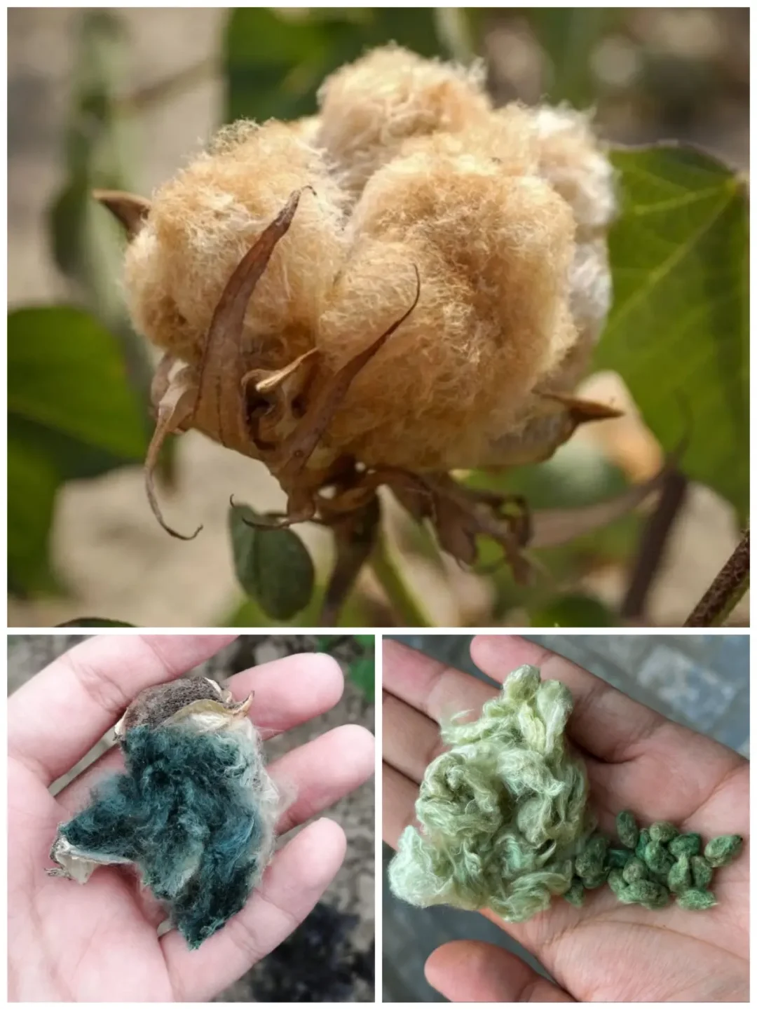三种纯天然“彩色棉花”