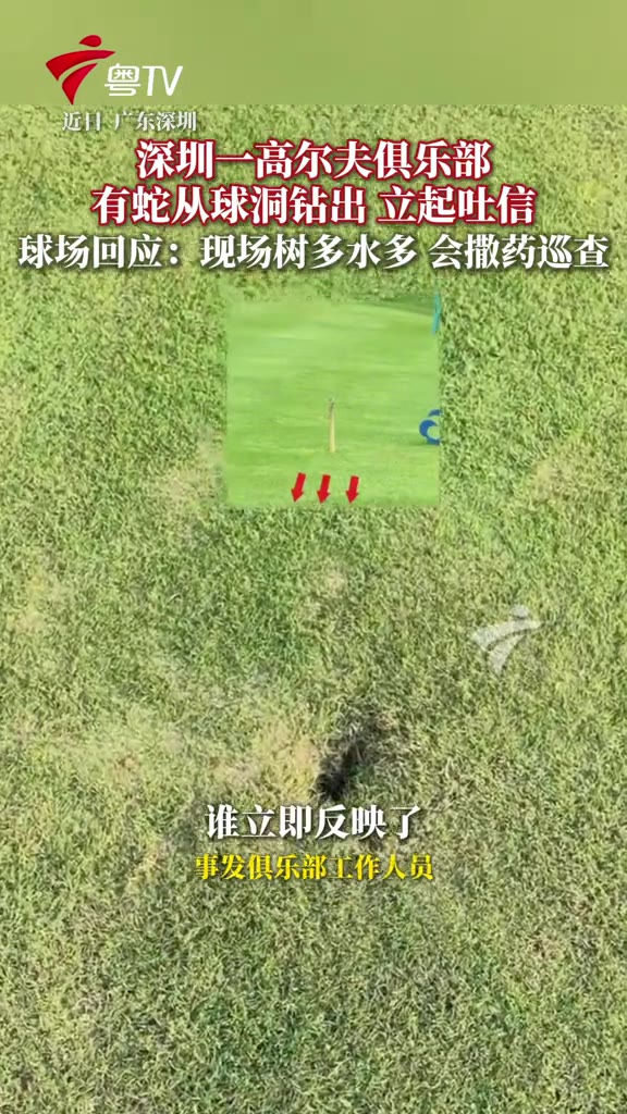广东深圳，有顾客在一家高尔夫俱乐部打球，9月25日这天拍下一段让人头皮发麻的画面——一条蛇从球洞里探出脑袋，吐着信子四下张望。谁料本该是挥杆击球的地方，钻出来的是活物。俱乐部工作人员随后回应，有水有树的环境免不了招蛇，蛇跑得快抓起来难度不小，已经在相关区域撒了驱蛇药，目前没有游客被咬伤，会加强巡查。
