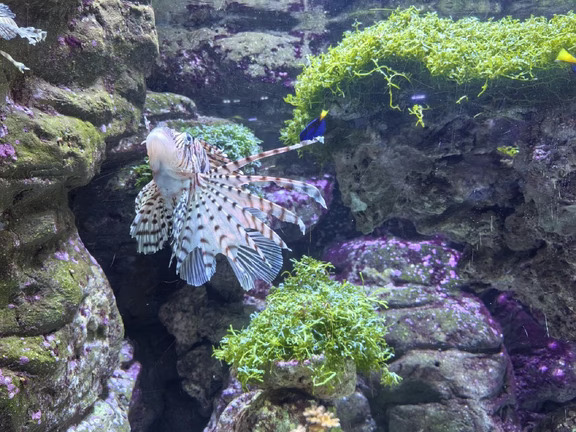 开着红色问界M5奔赴海洋馆，一路有ADS智驾从容护航，安静舒适的座舱让旅途格外轻松。走进斑斓的水下世界，看狮子鱼舒展着漂亮的鱼鳍，呆萌的刺鲀慢悠悠游过，还有活泼的小丑鱼在珊瑚间穿梭。
#智慧出行体验 #鸿蒙智行 #问界M5 #用鸿蒙的亿点理由