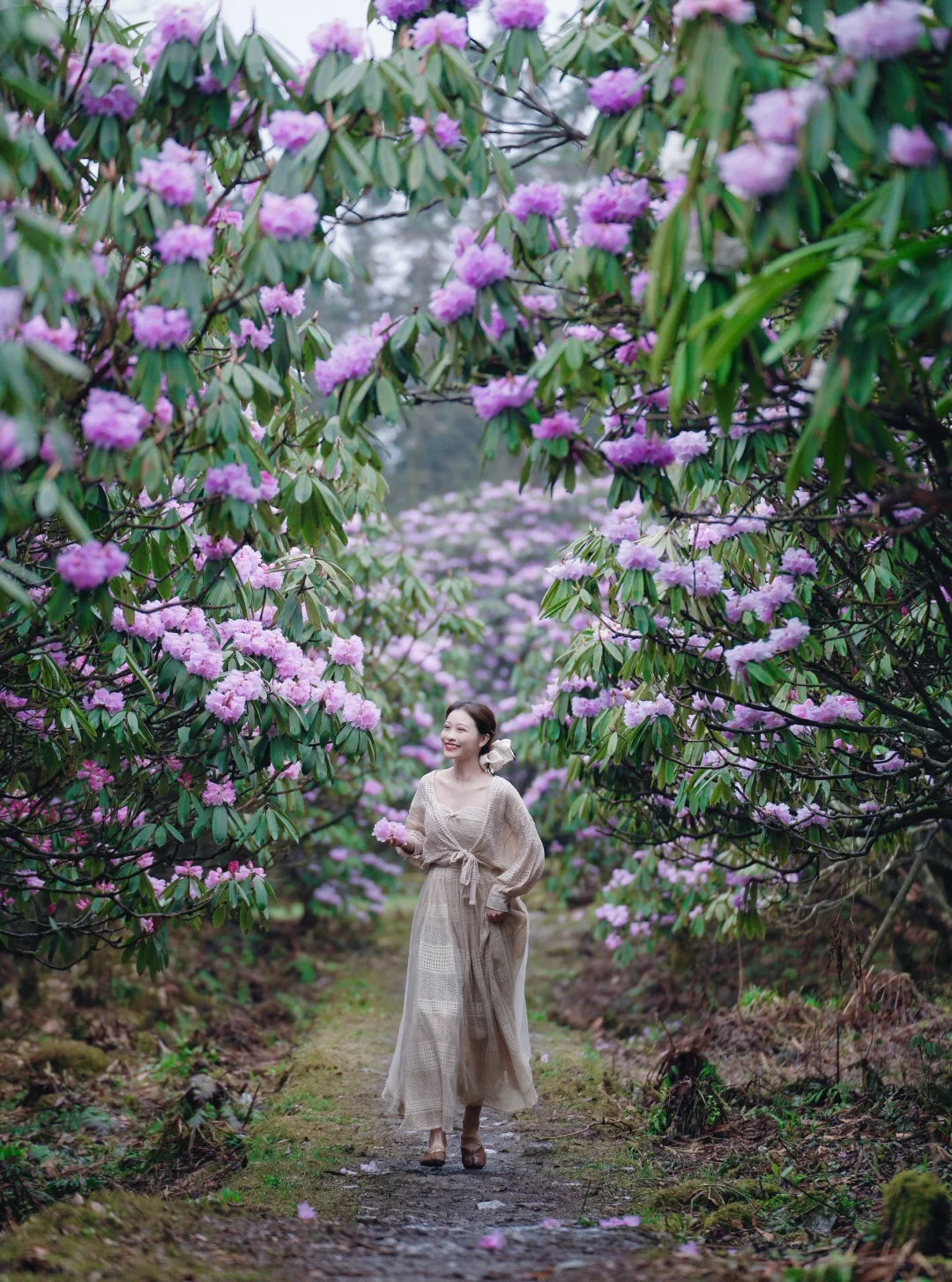 接下来一周，去龙池赴一场杜鹃花之约