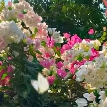 #阳光信用[超话]#[good]#阳光信用# ✨#森林驿站#[许愿星] #每日一善#
人生如逆旅，风雨是常态。但只要我们心怀希望，脚步坚定，再长的夜也会迎来黎明，再远的路也能走到终点。 ​