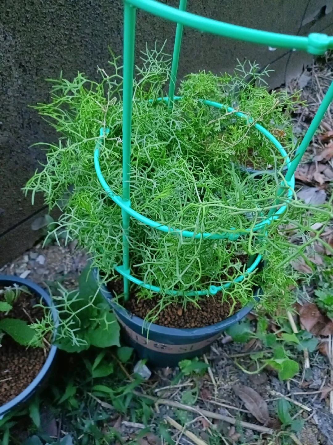 溜溜长得快 Malacocarpus crithmifolius