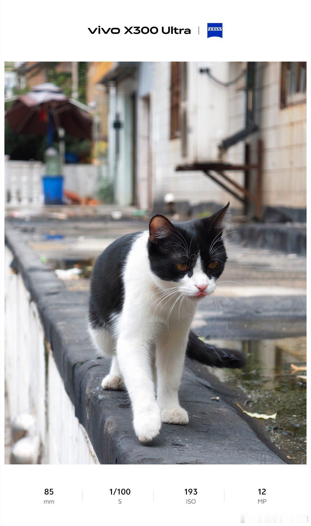 #vivo[超话]# 

路上偶遇了一只可爱的奶牛猫

#微博影像年##vivo##一路出片# ​