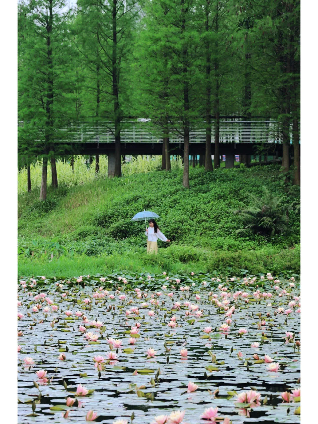 广州免费森林氧吧🌱地铁直达