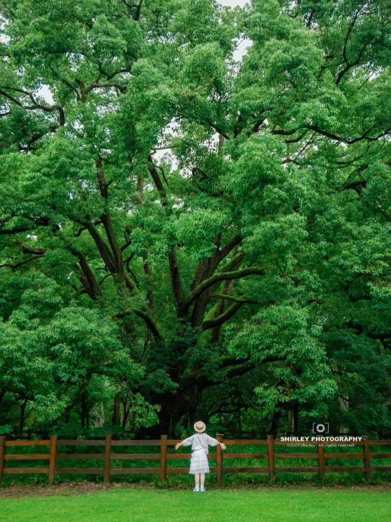 夏天来上海，别错过这条含绿量🌳100%的路线
