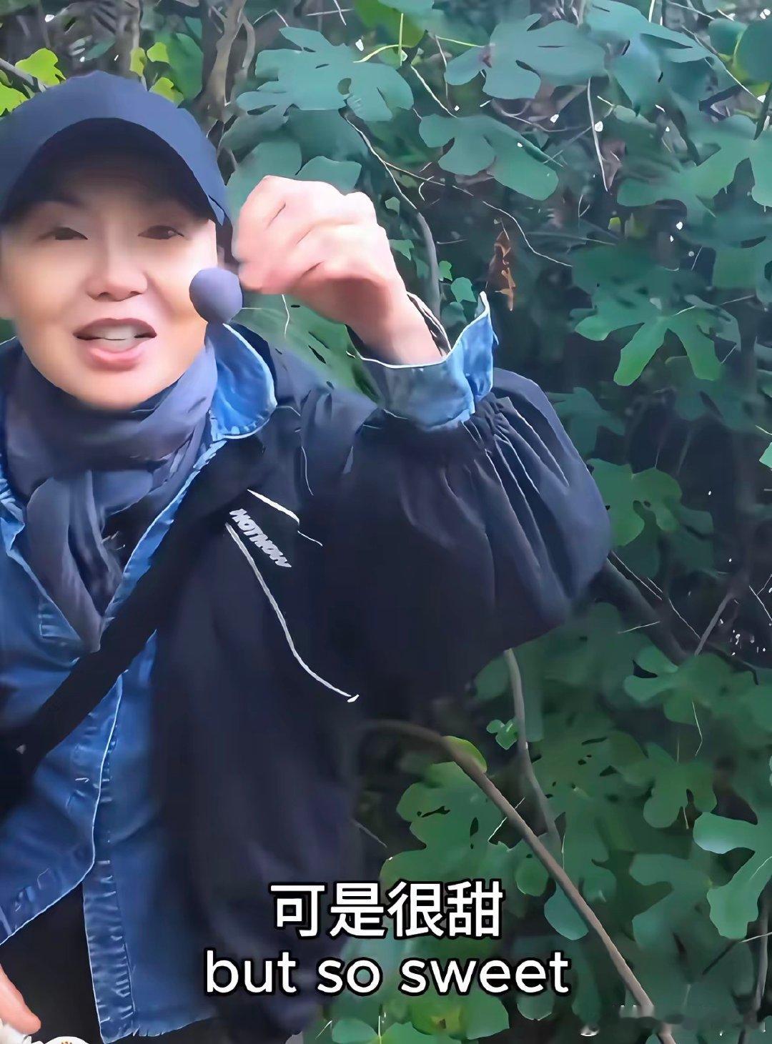 褪去明星光环的张曼玉，享受田园时光，雨中摘无花果，自制果酱，这种日子太让人羡慕了 ​